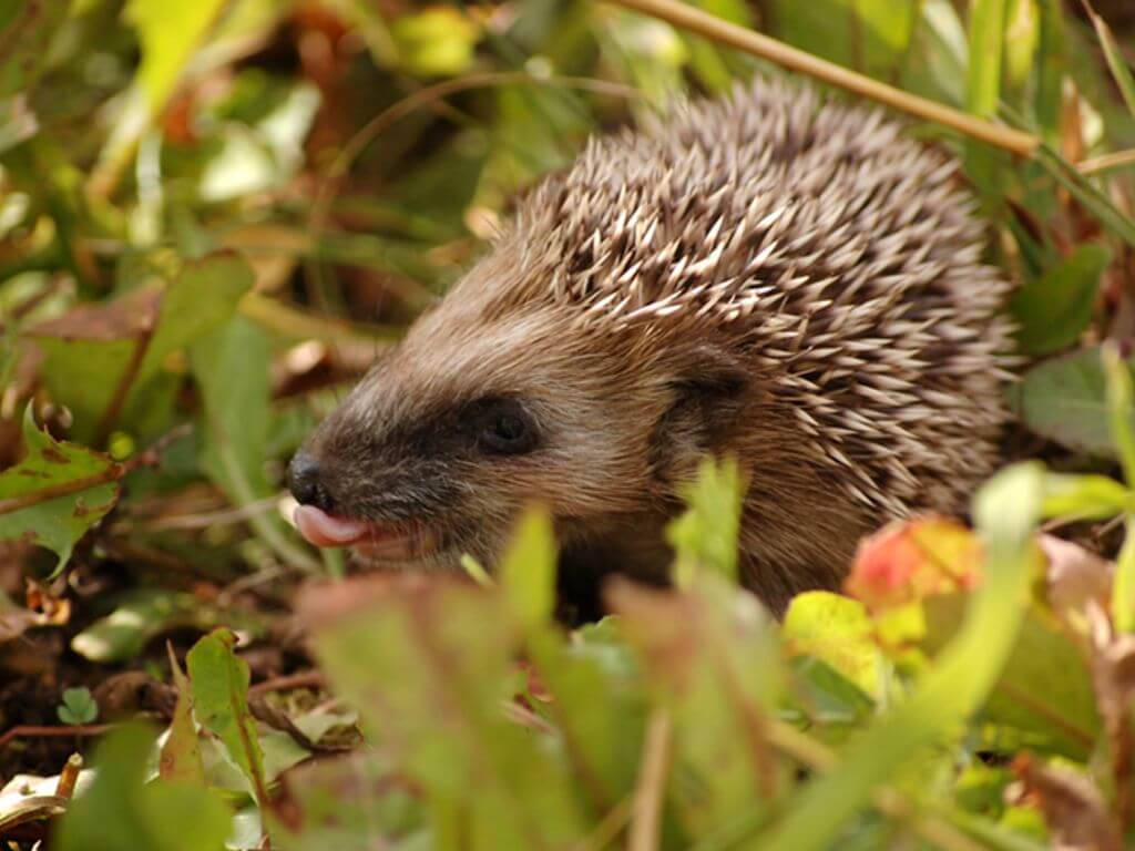 A hedgehog in the foliage